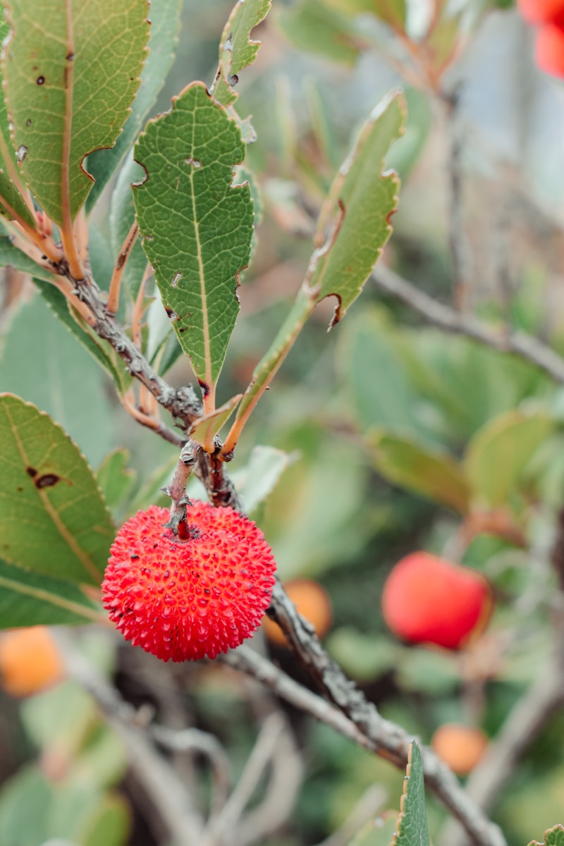 a small red flower on a tree branch